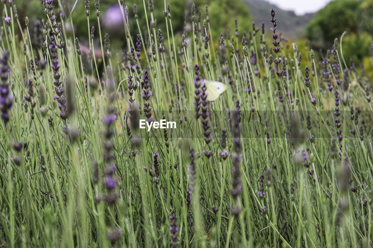 PLANTS ON FIELD