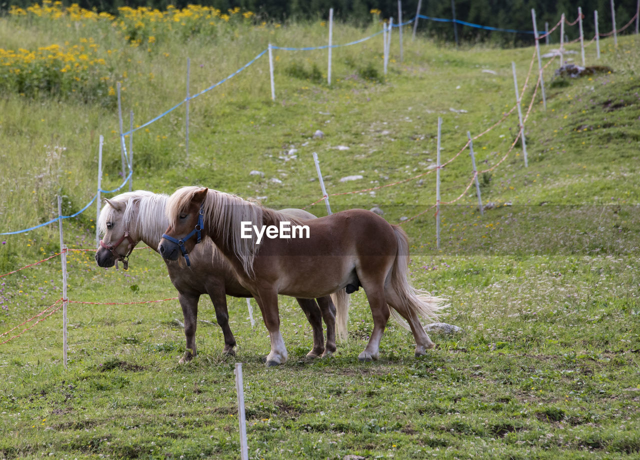 Horse standing in a field