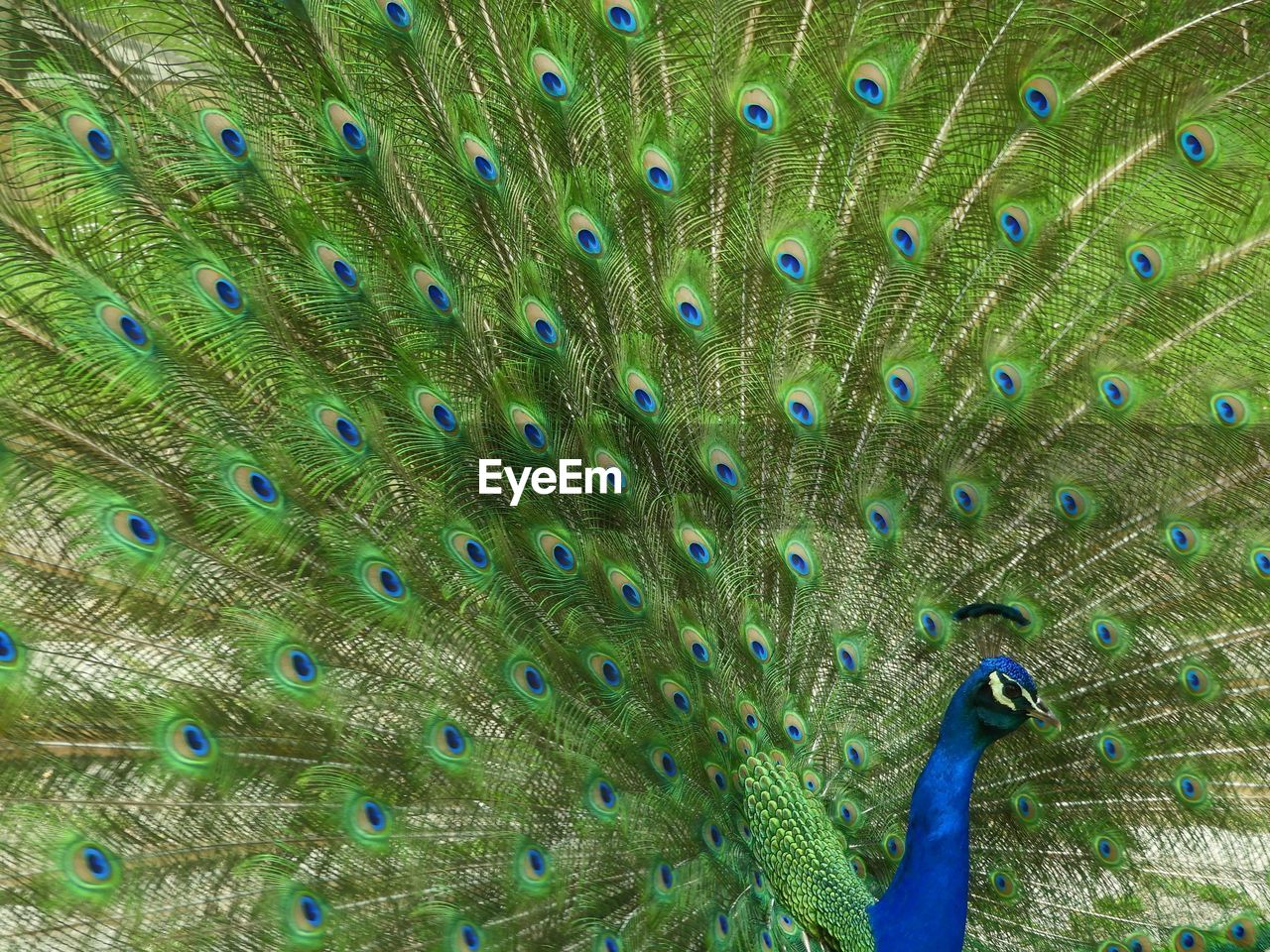 FULL FRAME SHOT OF PEACOCK FEATHER