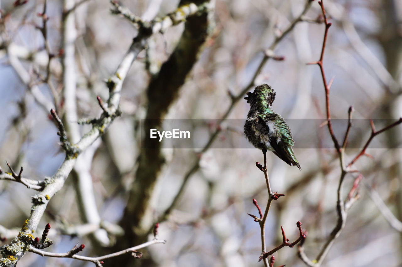 Low angle view of bird perching on tree