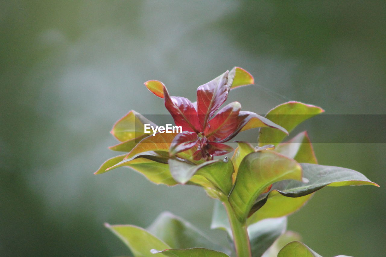 Close-up of red flowering plant