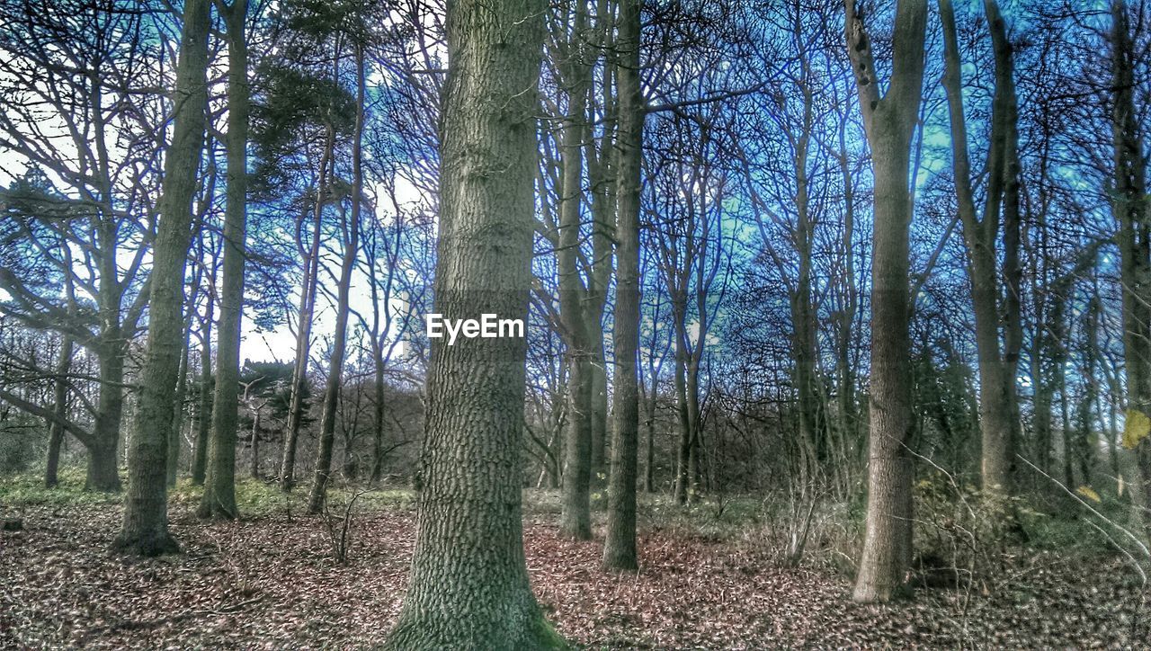 Bare trees in forest against sky