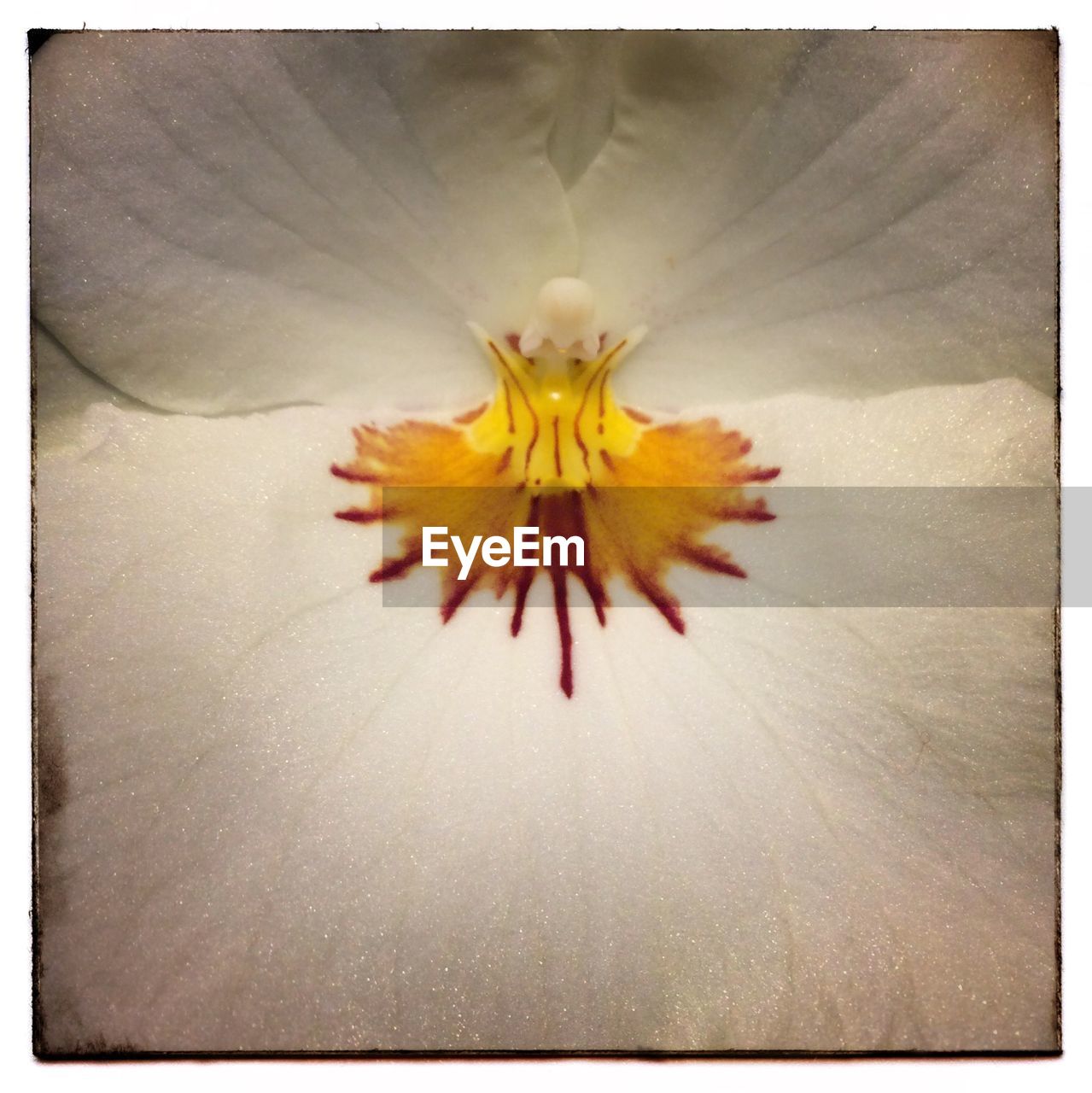 CLOSE-UP OF FRESH YELLOW FLOWER