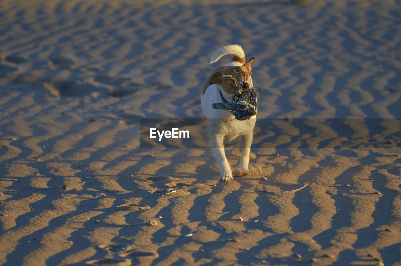 HIGH ANGLE VIEW OF A DOG ON SAND
