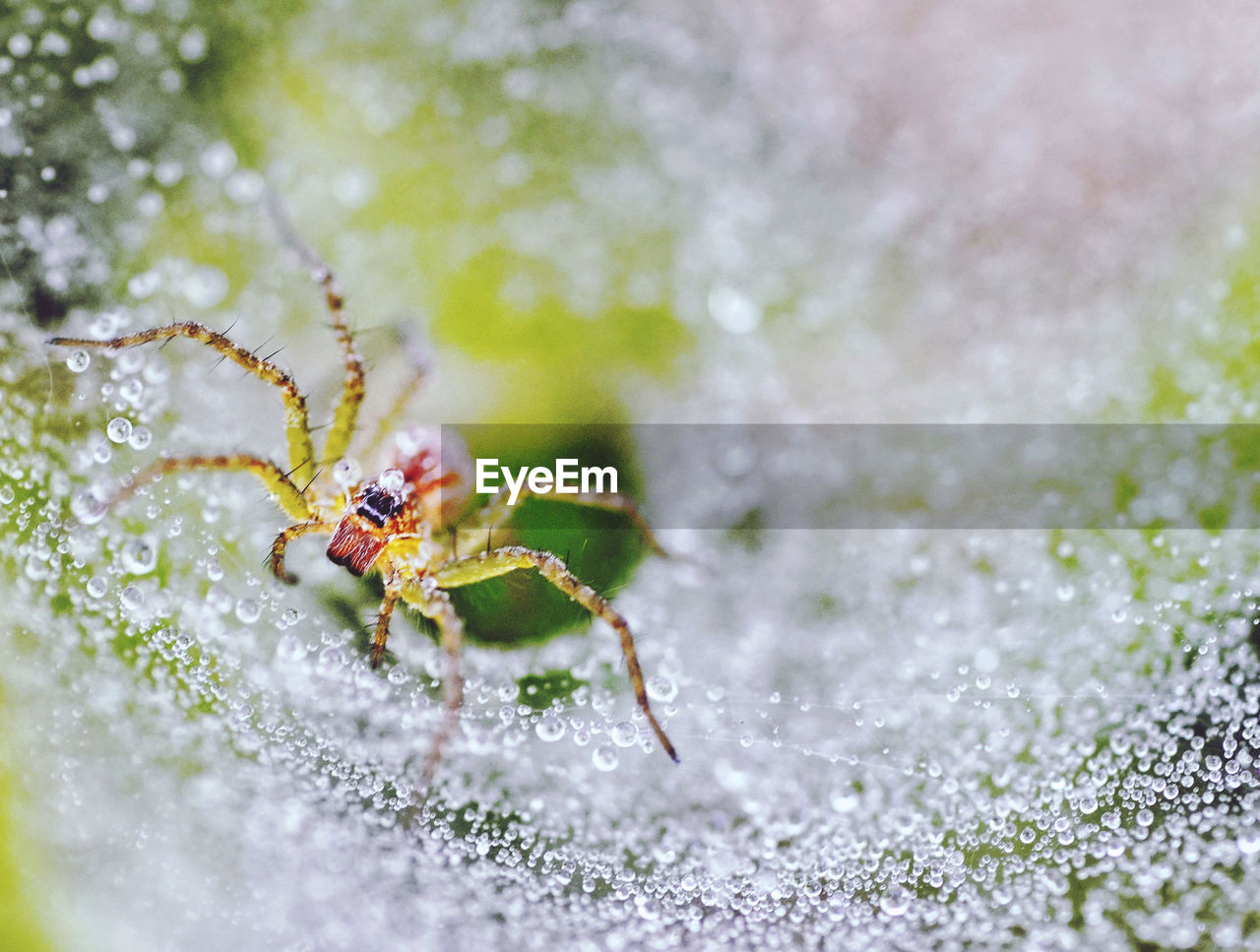 Close-up of spider on web