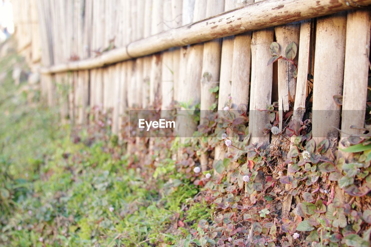 PLANTS GROWING ON WALL