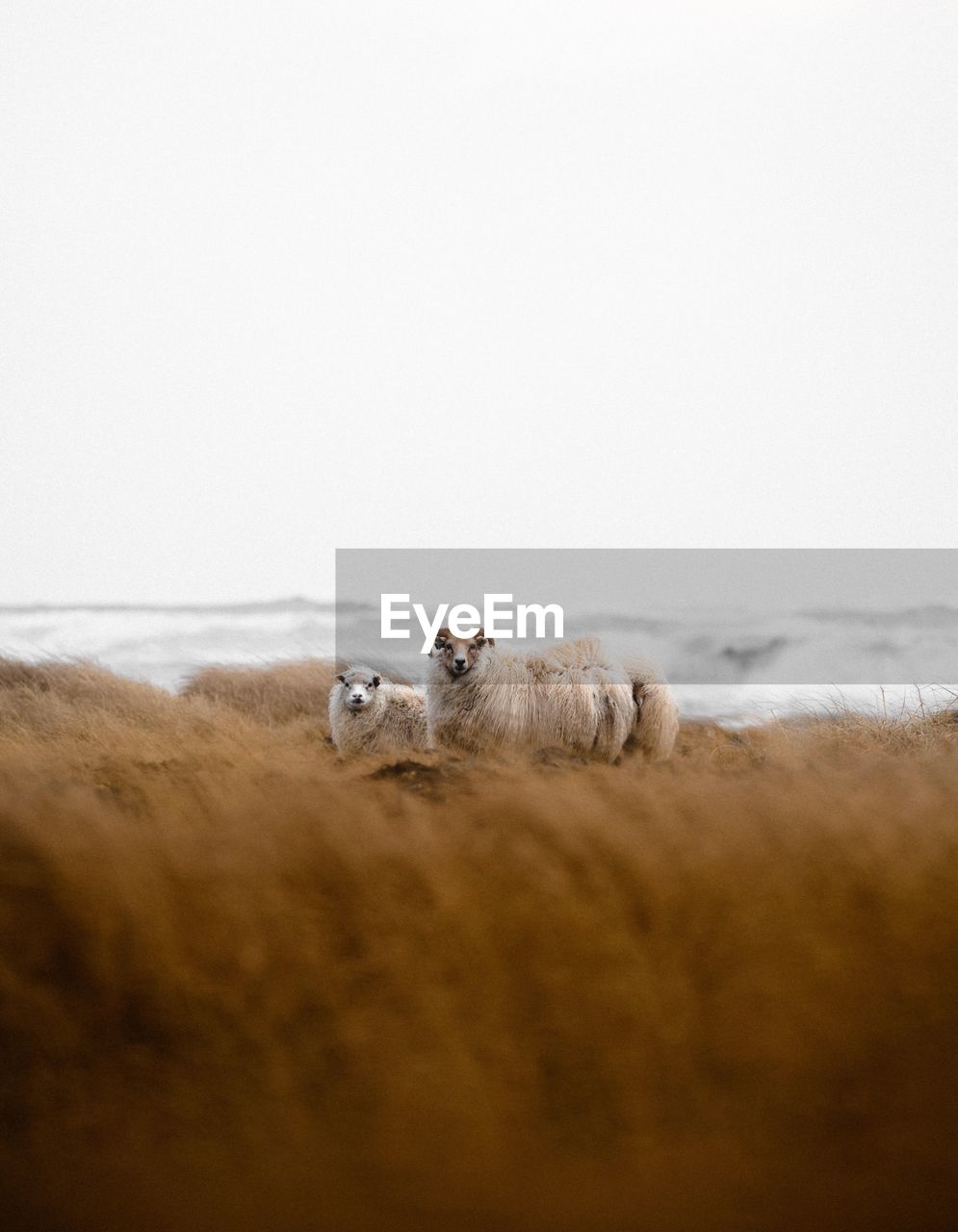 Portrait of sheep at beach against clear sky