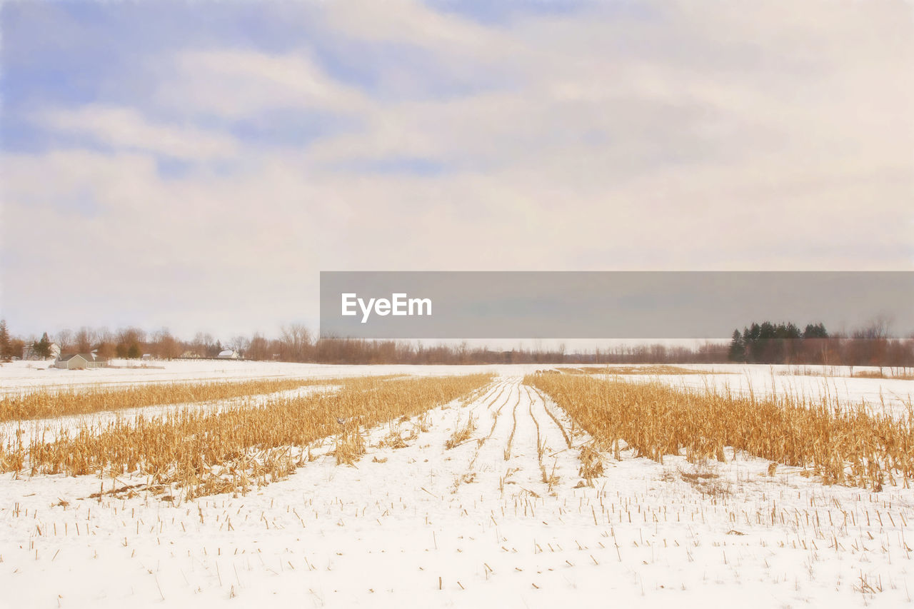 Harvested corn field in winter.