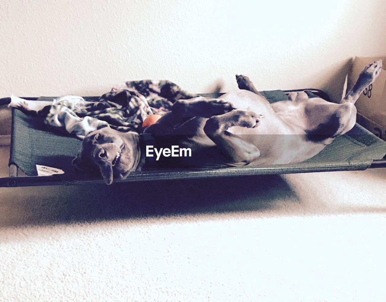 CLOSE-UP OF DOG LYING ON CARPET