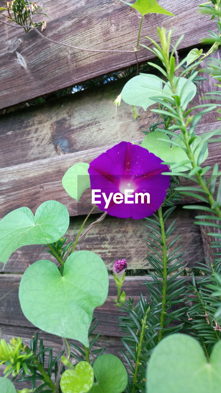 CLOSE-UP OF PURPLE FLOWERING PLANT ON WOOD