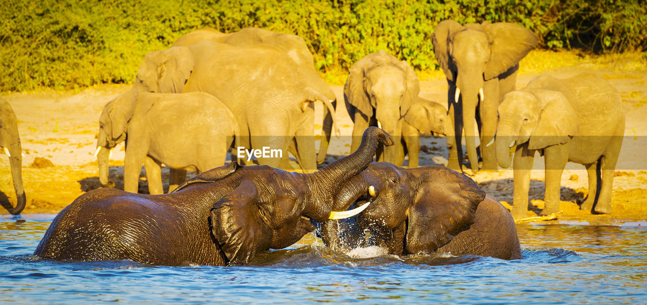 elephant drinking water in lake