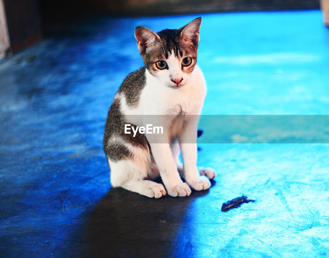 Close-up of cat sitting against blue wall