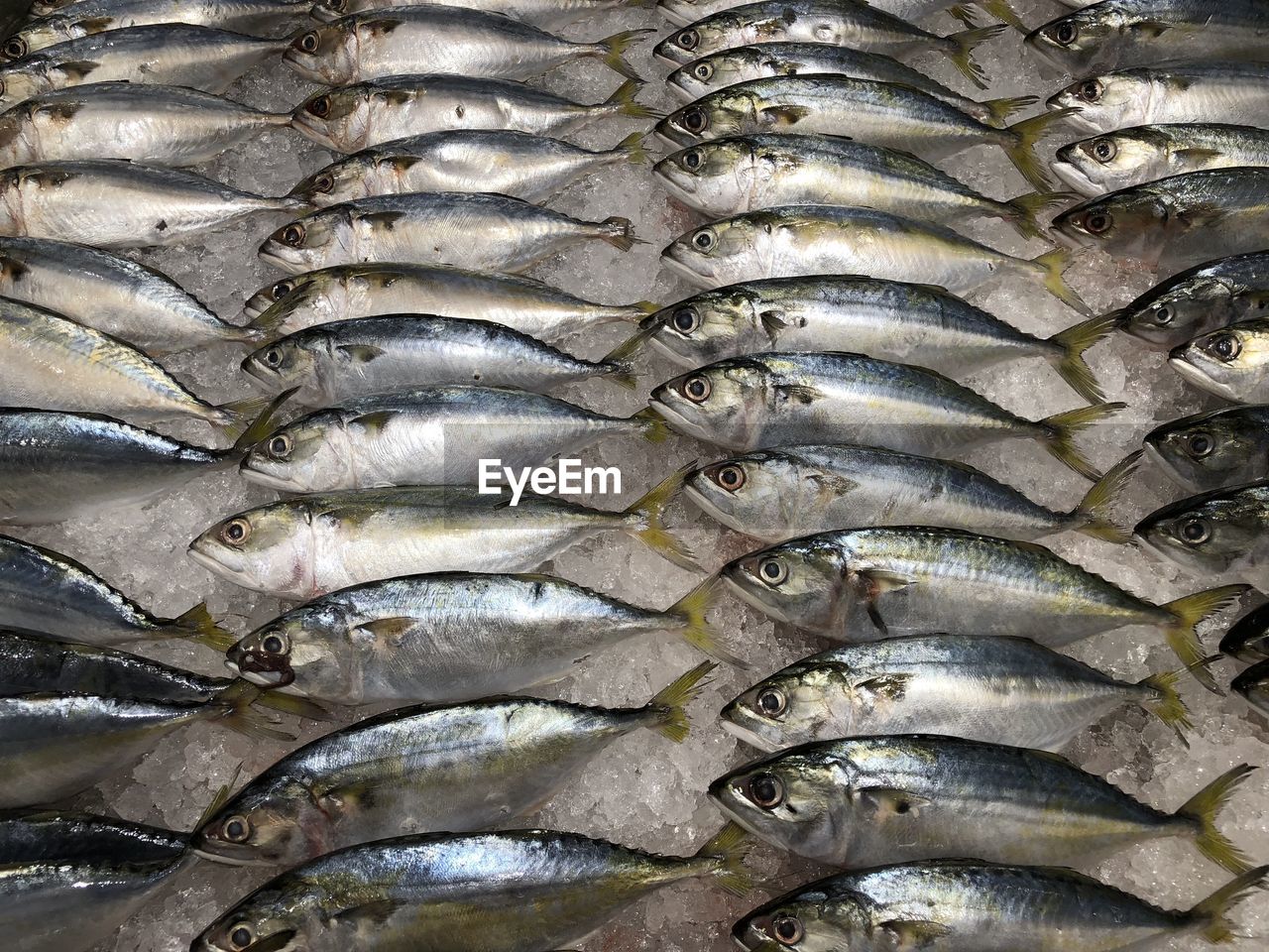 Full frame shot of fish for sale in market