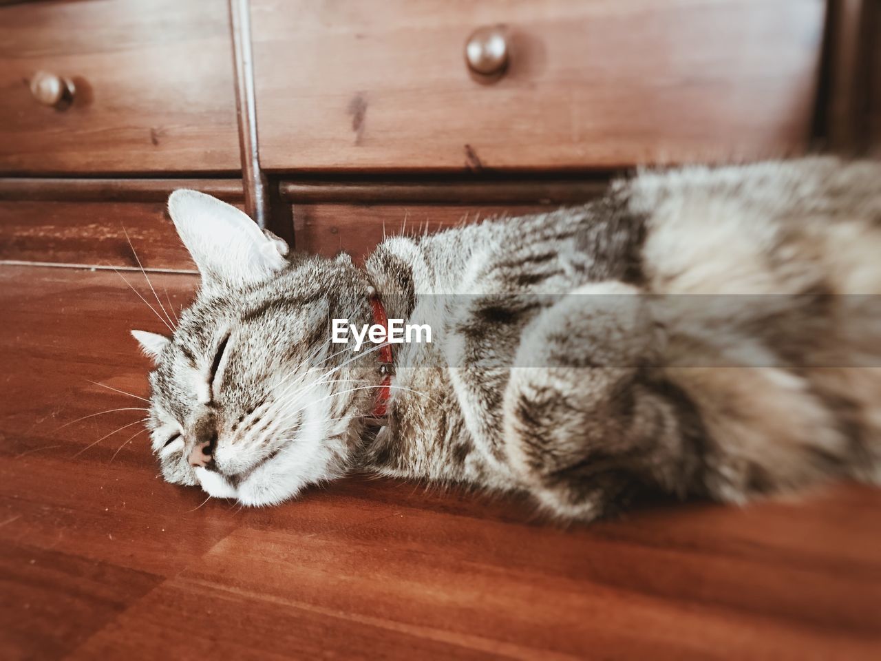 Close-up of cat sleeping on table