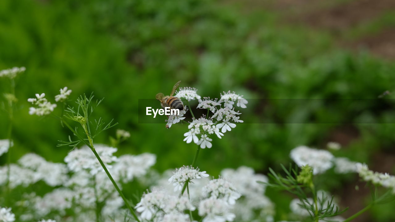 Close-up of bee on white flower