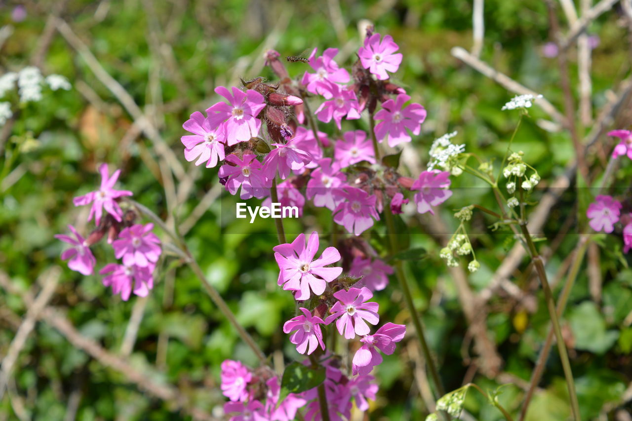 CLOSE-UP OF PURPLE FLOWERING PLANT