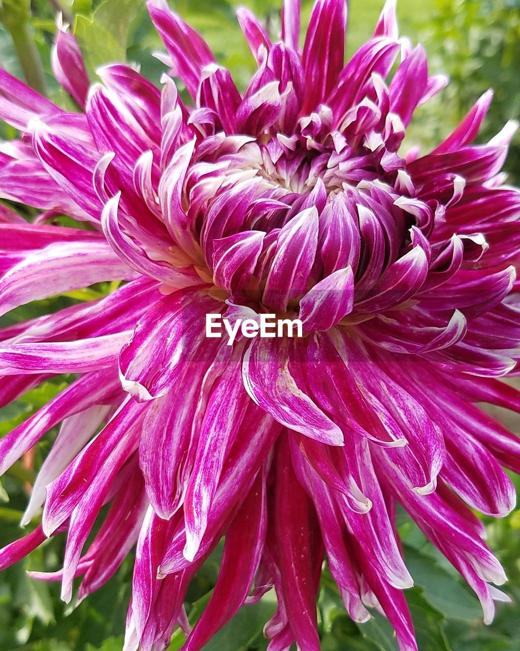 CLOSE-UP OF FLOWER BLOOMING