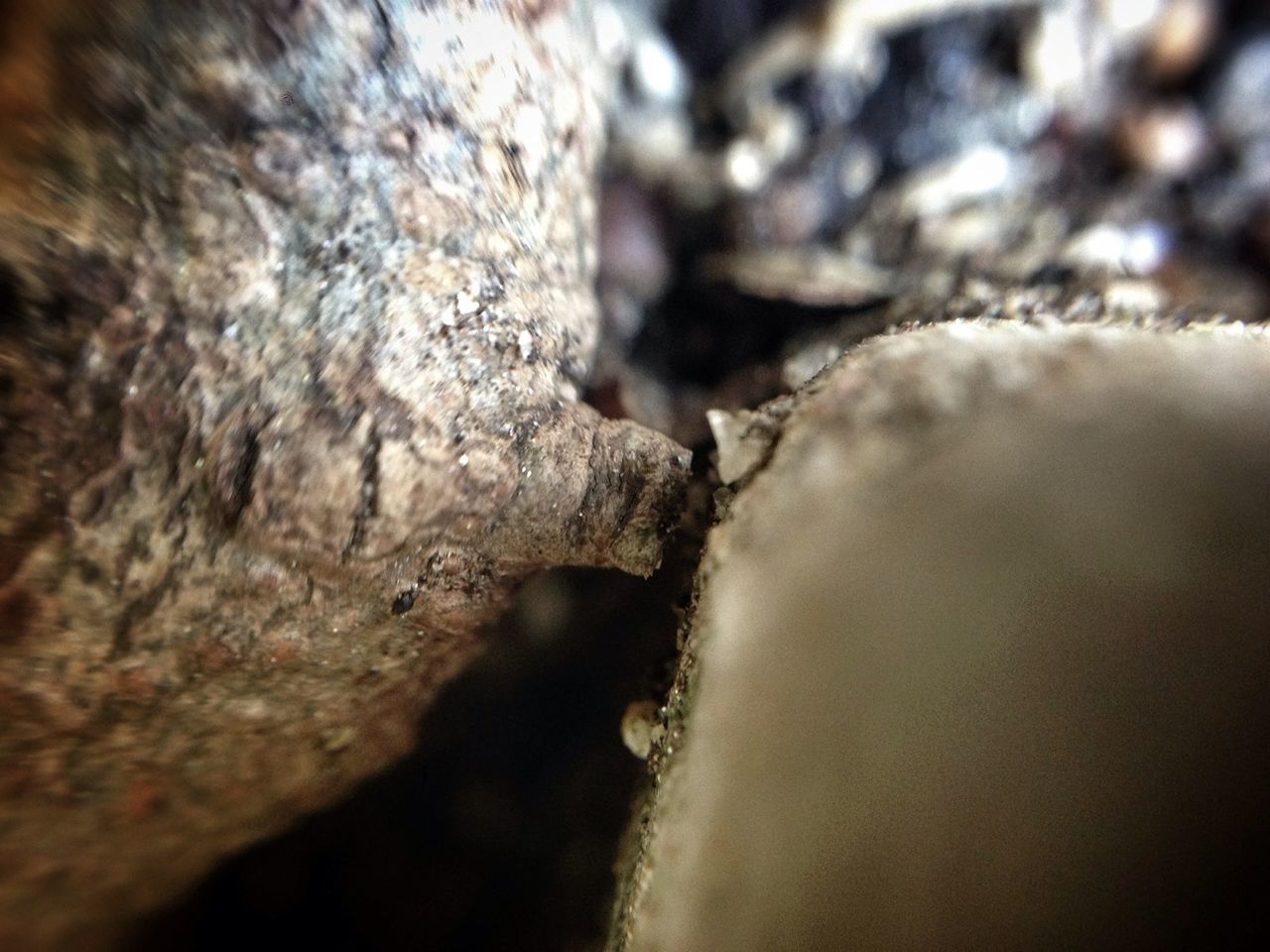 CLOSE-UP OF TREE TRUNK ON ROCK