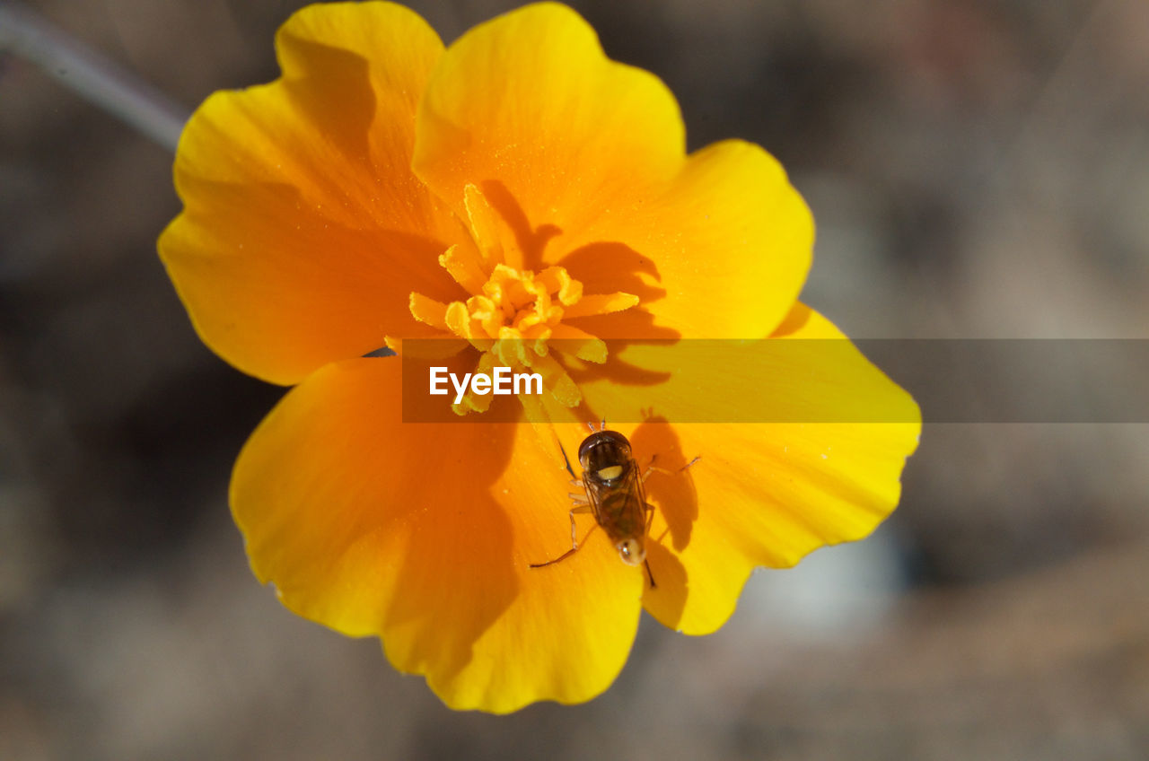 Macro shot of honey bee pollinating on yellow poppy flower