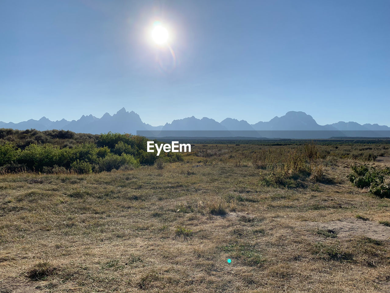 Scenic view of field against clear sky