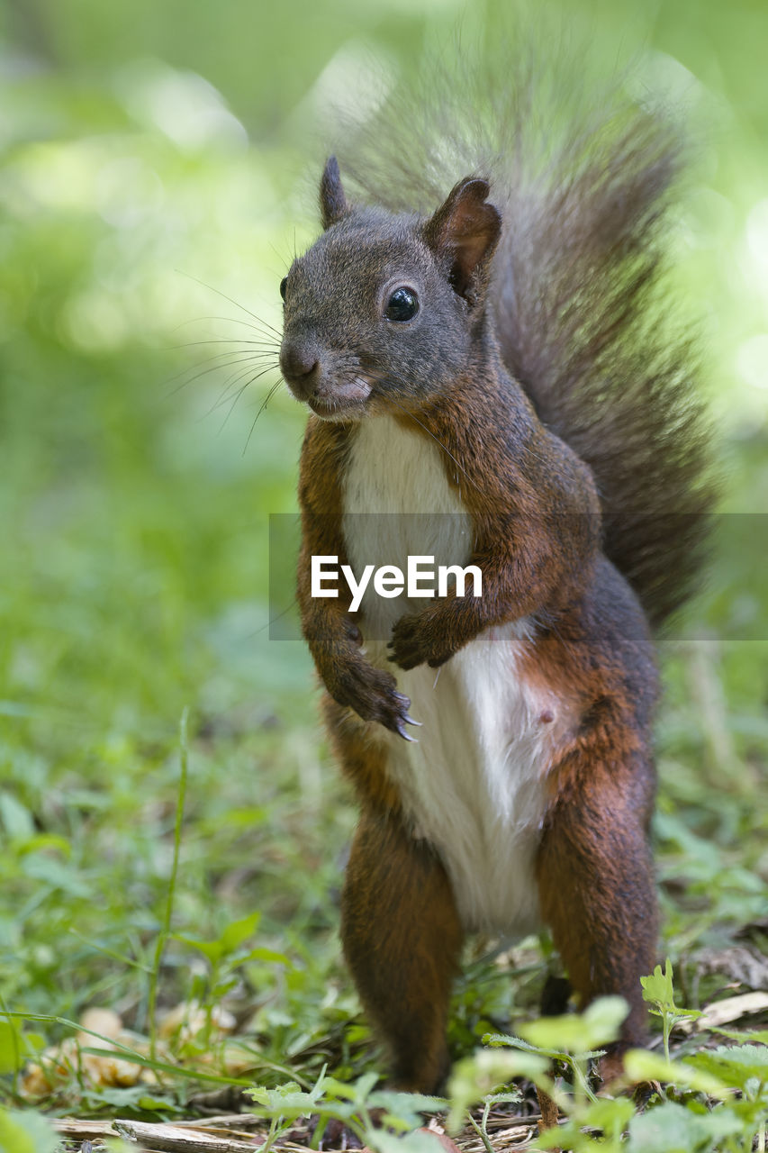 animal themes, animal, squirrel, animal wildlife, mammal, one animal, wildlife, rodent, no people, nature, plant, cute, chipmunk, whiskers, eating, outdoors, land, close-up, full length, animal hair, forest, day, grass, food, brown, portrait