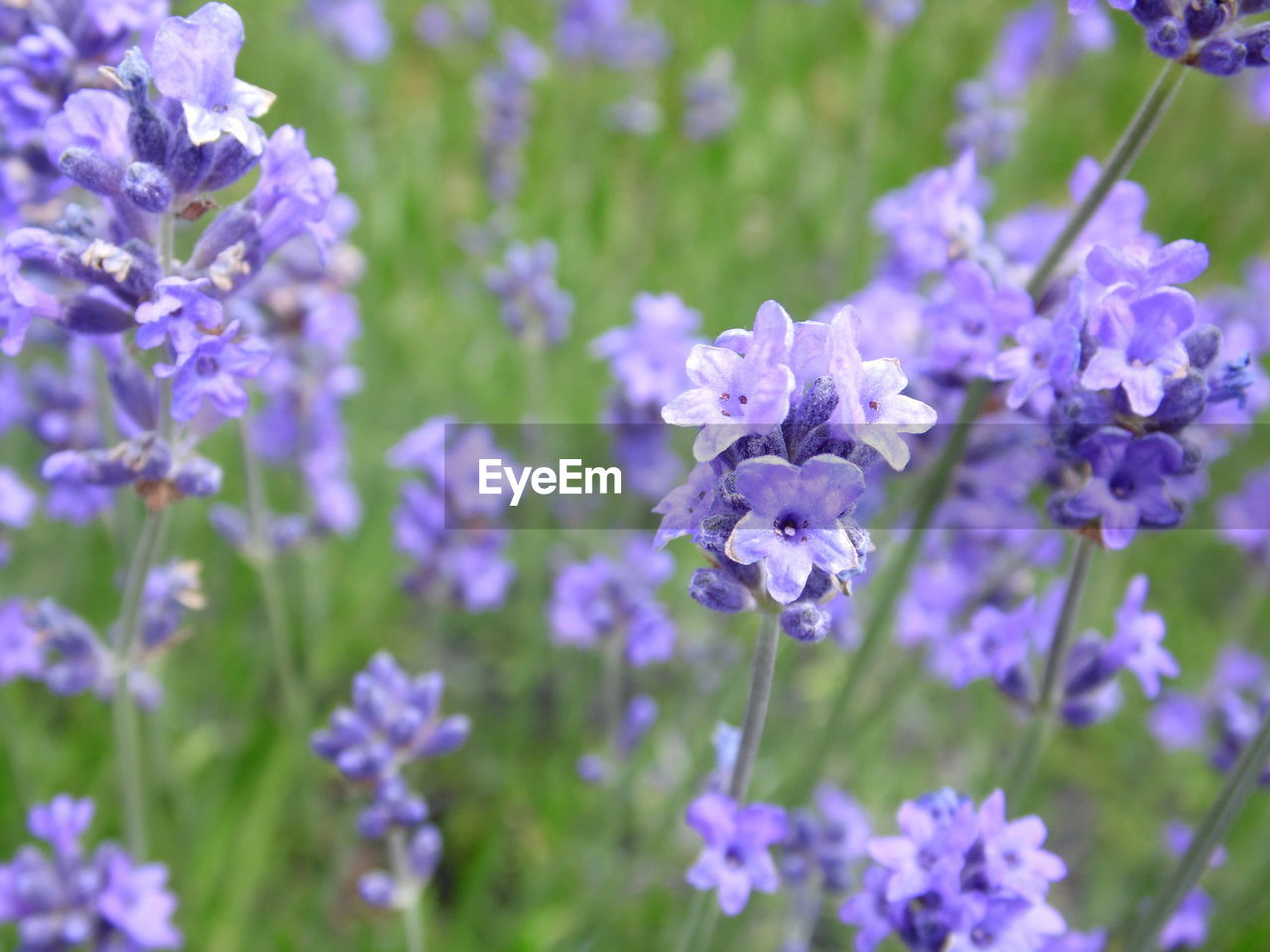 CLOSE-UP OF PURPLE FLOWERS BLOOMING