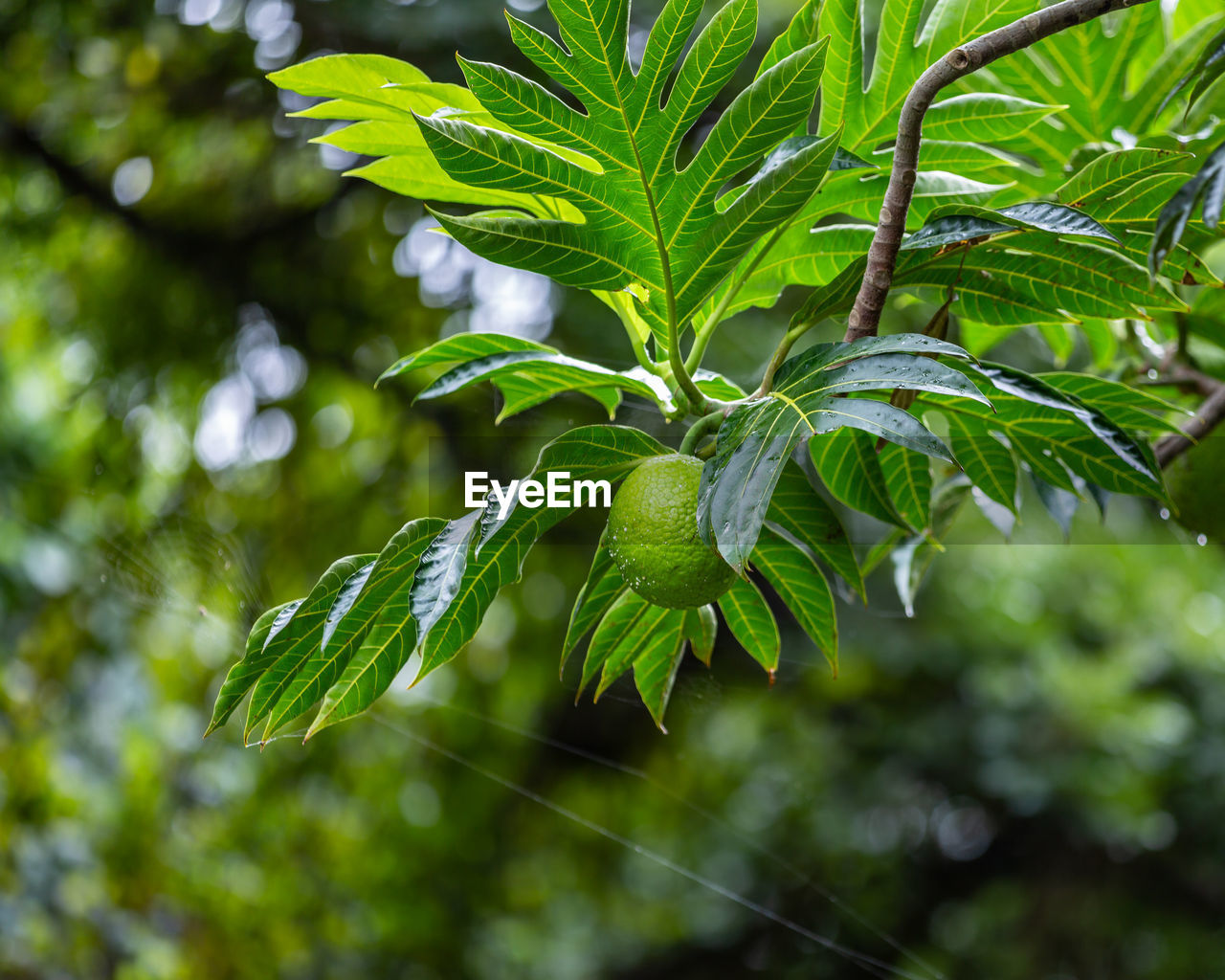 CLOSE-UP OF GREEN LEAVES ON TREE