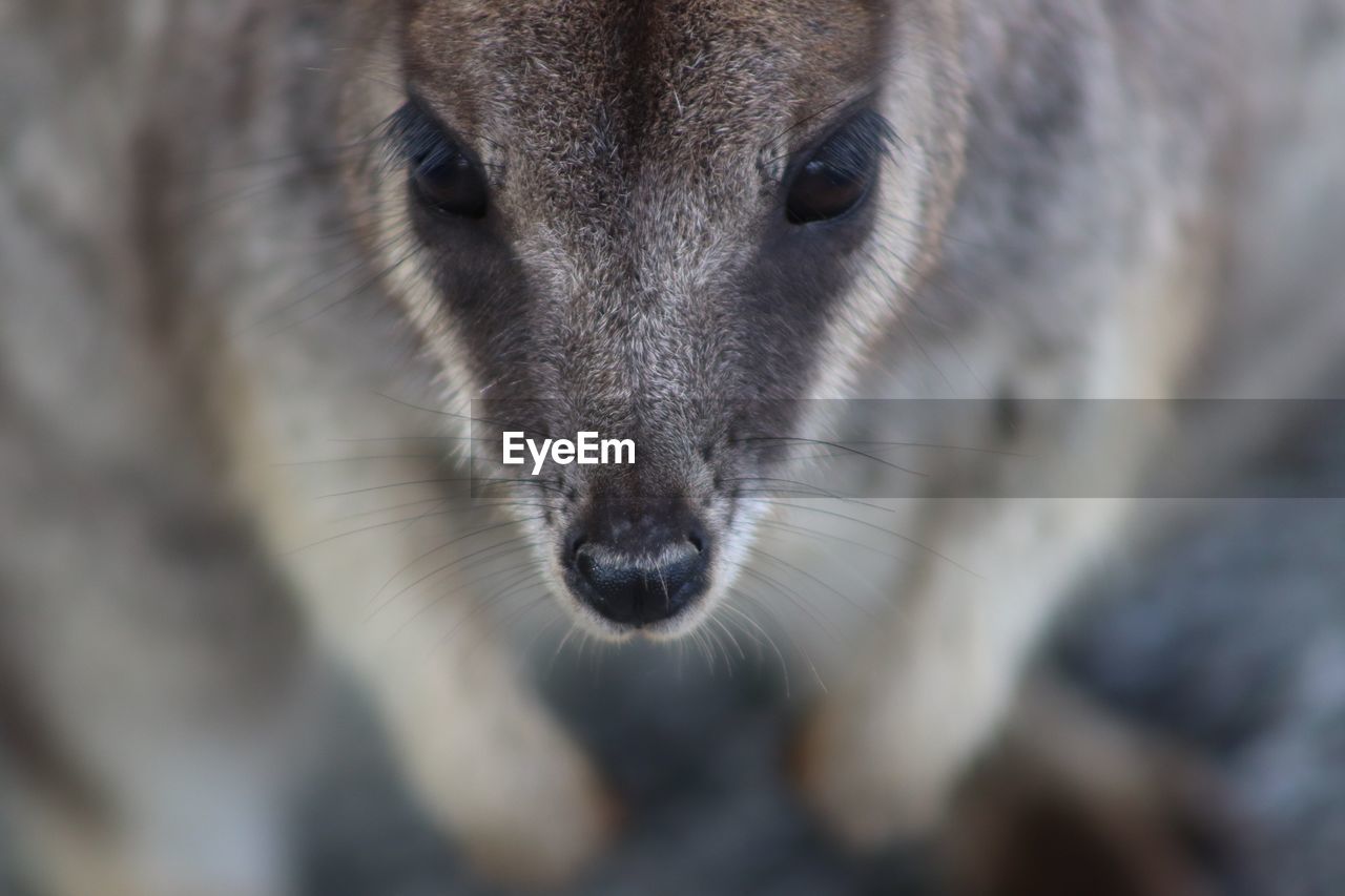 CLOSE-UP OF PORTRAIT OF BROWN HORSE