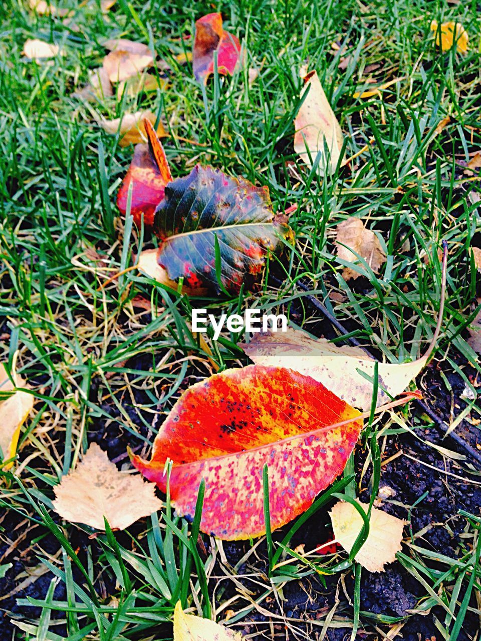 CLOSE-UP VIEW OF RED LEAF ON GRASS