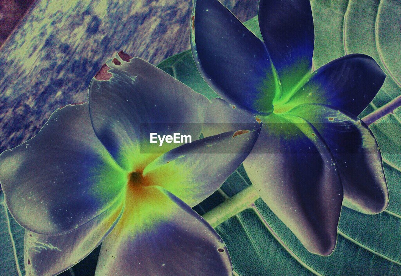 CLOSE-UP OF FLOWERS BLOOMING