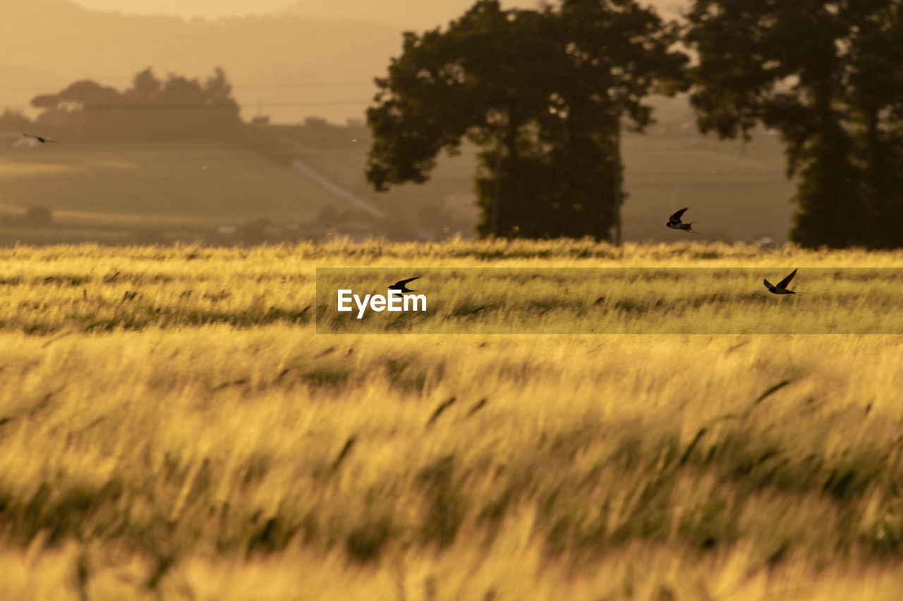 VIEW OF BIRD FLYING OVER FIELD