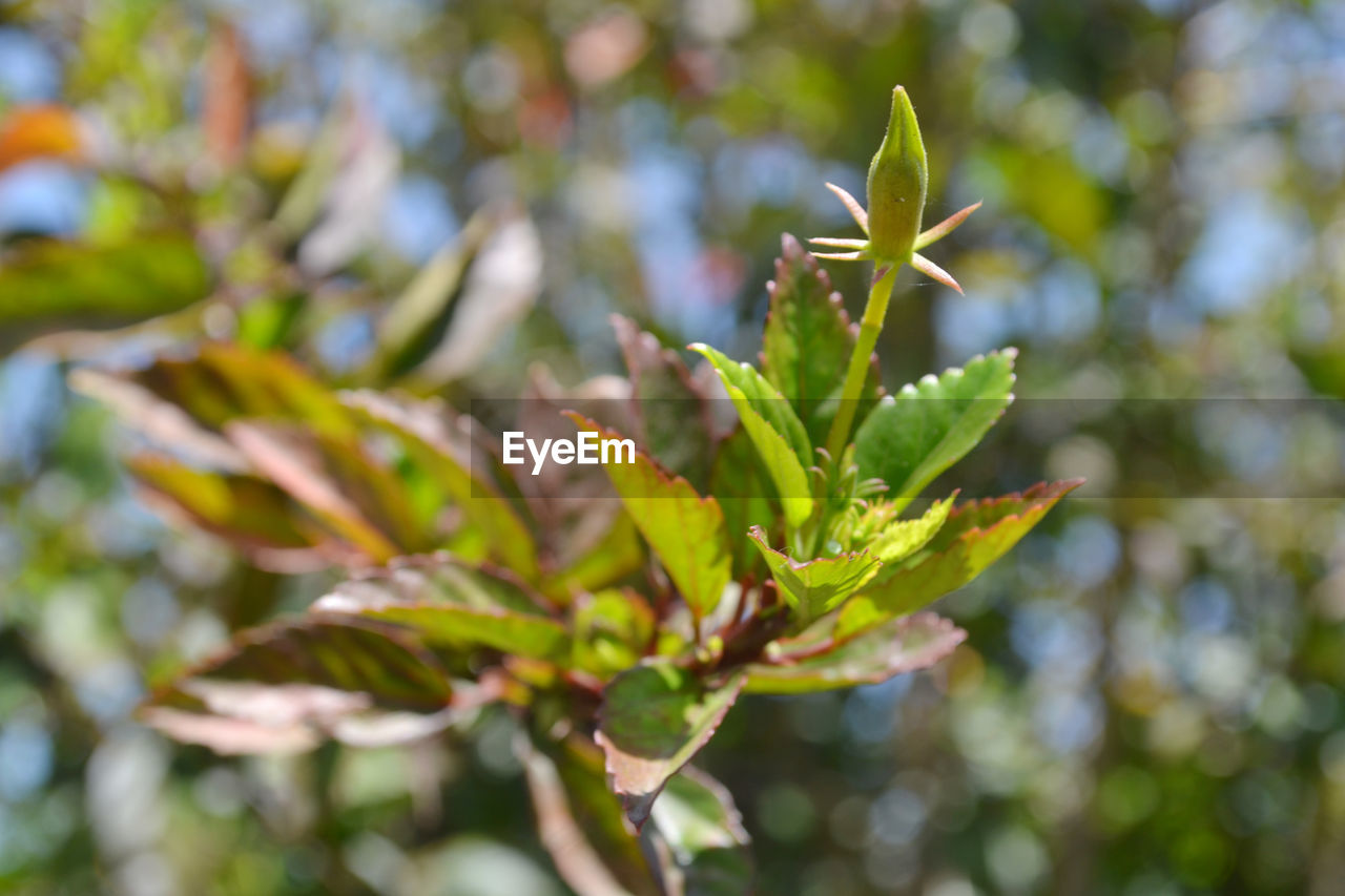 CLOSE-UP OF PLANTS