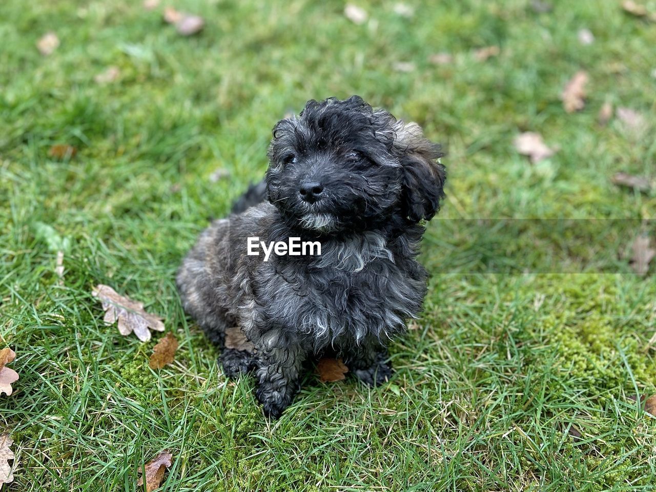 dog, pet, animal themes, one animal, animal, grass, mammal, canine, domestic animals, puppy, plant, black, havanese, field, nature, no people, green, day, land, lap dog, young animal, barbet, outdoors, portrait, carnivore, cockapoo