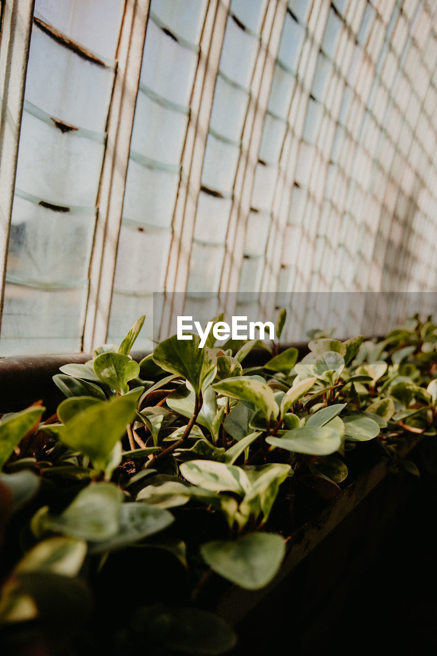 plant, green, growth, greenhouse, leaf, nature, indoors, plant part, flower, no people, agriculture, botany, beauty in nature, architecture, yellow, day, built structure, freshness, close-up, branch, window, food