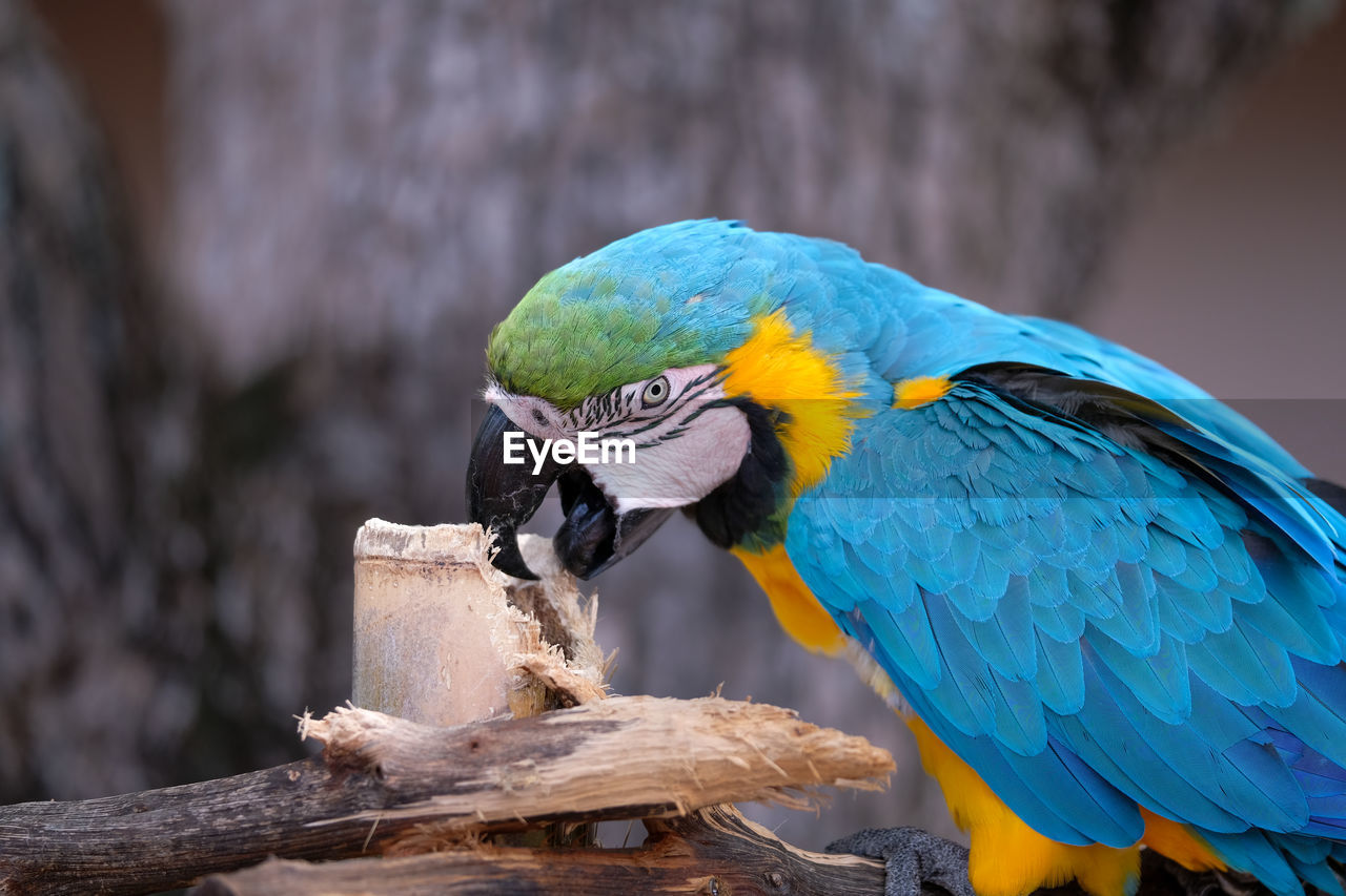 close-up of parrot perching on tree