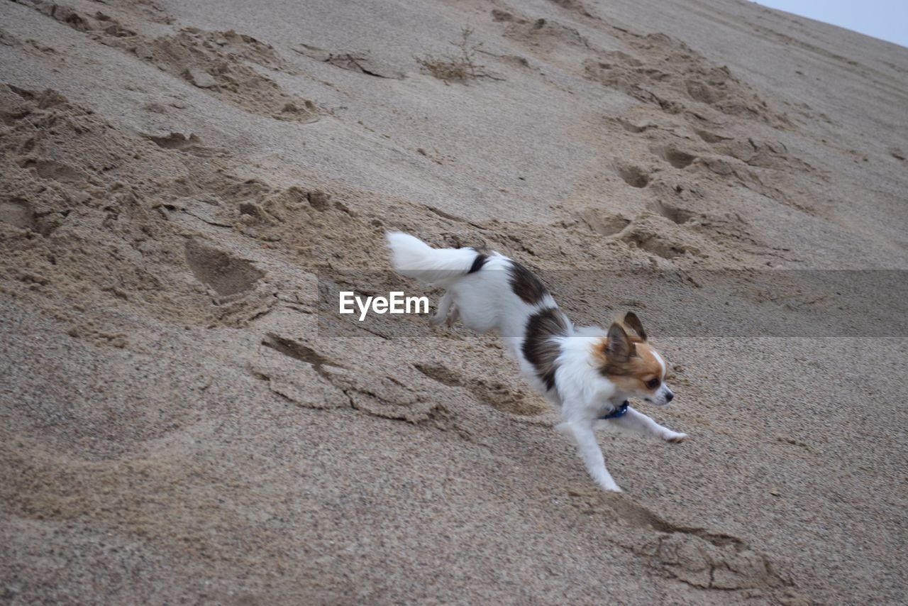 HIGH ANGLE VIEW OF A DOG ON THE SAND