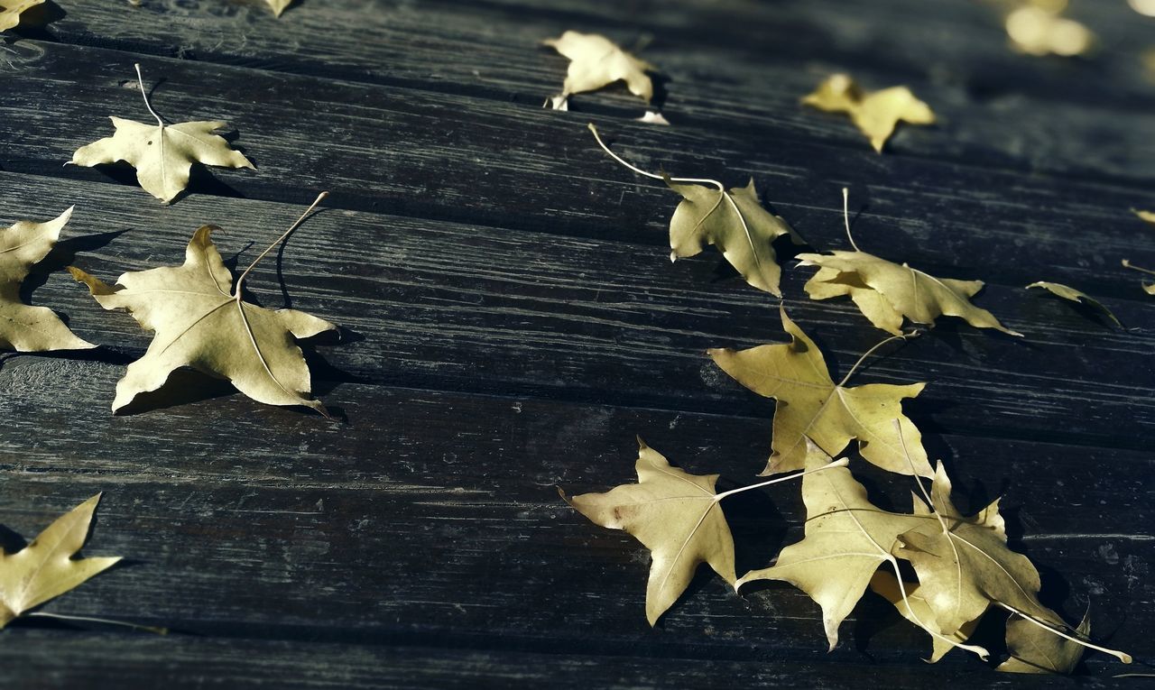 HIGH ANGLE VIEW OF YELLOW MAPLE LEAVES