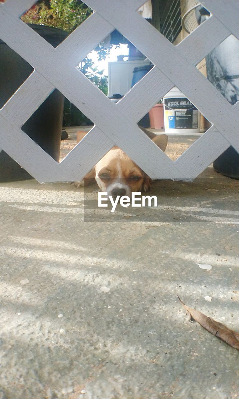 Portrait of dog seen through fence