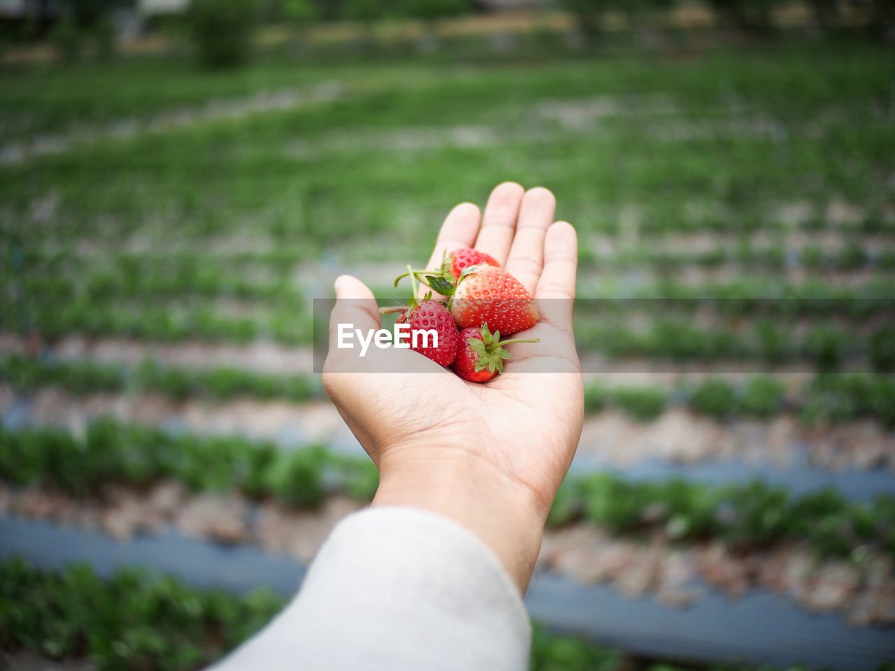 Close-up of hand holding red fruit