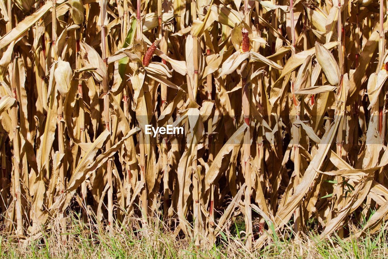 CLOSE-UP OF PLANTS GROWING ON FIELD