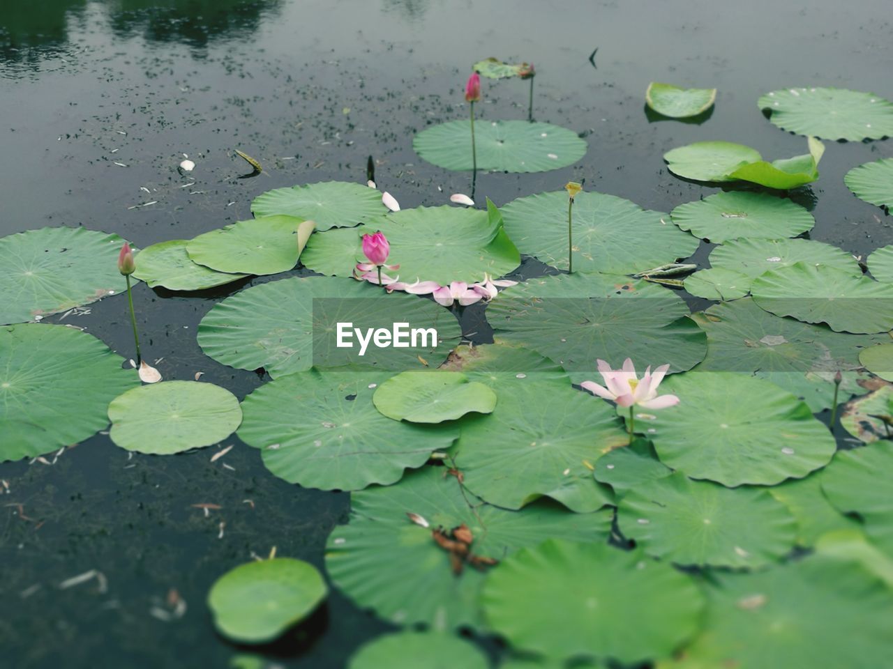 High angle view of lotus water lily in pond