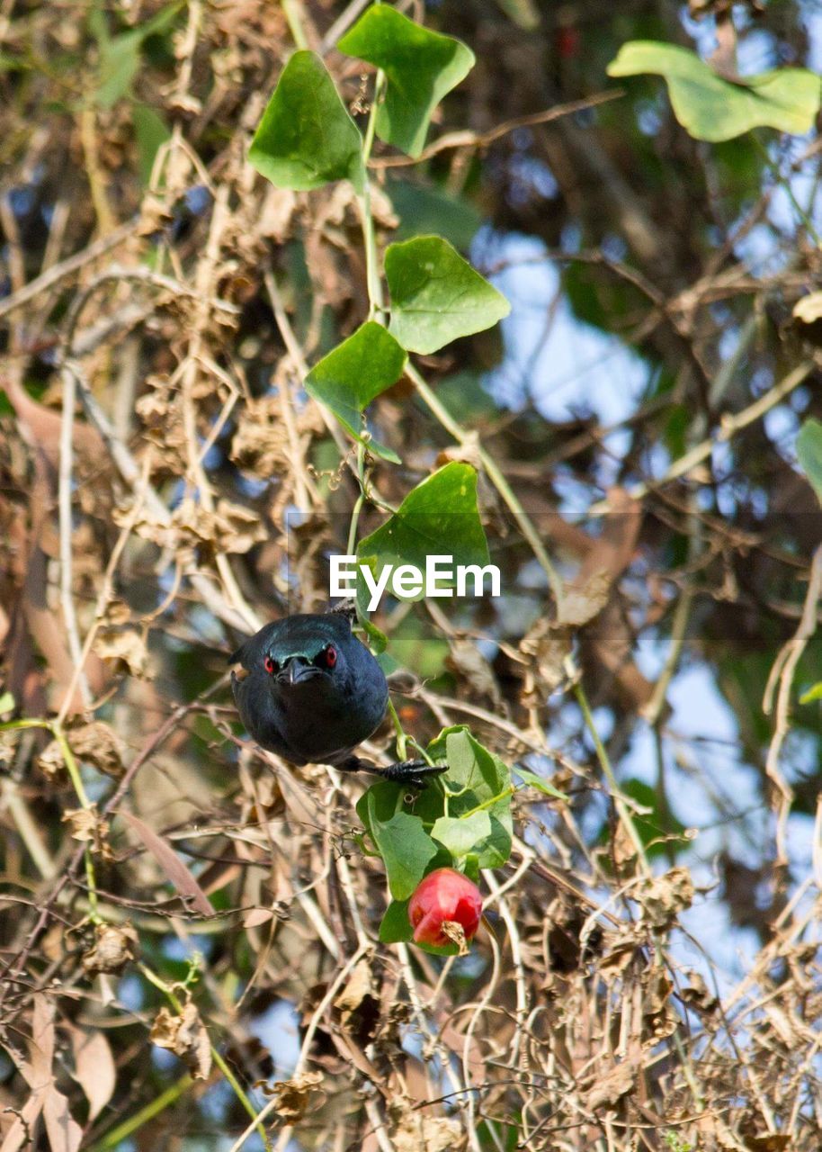 Close-up of bird perching on branch