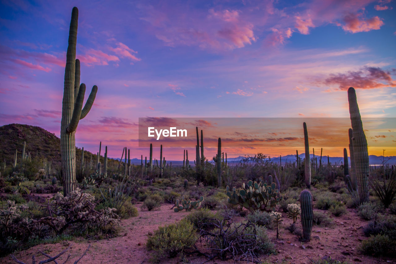 Cactus growing on field against sky during sunset