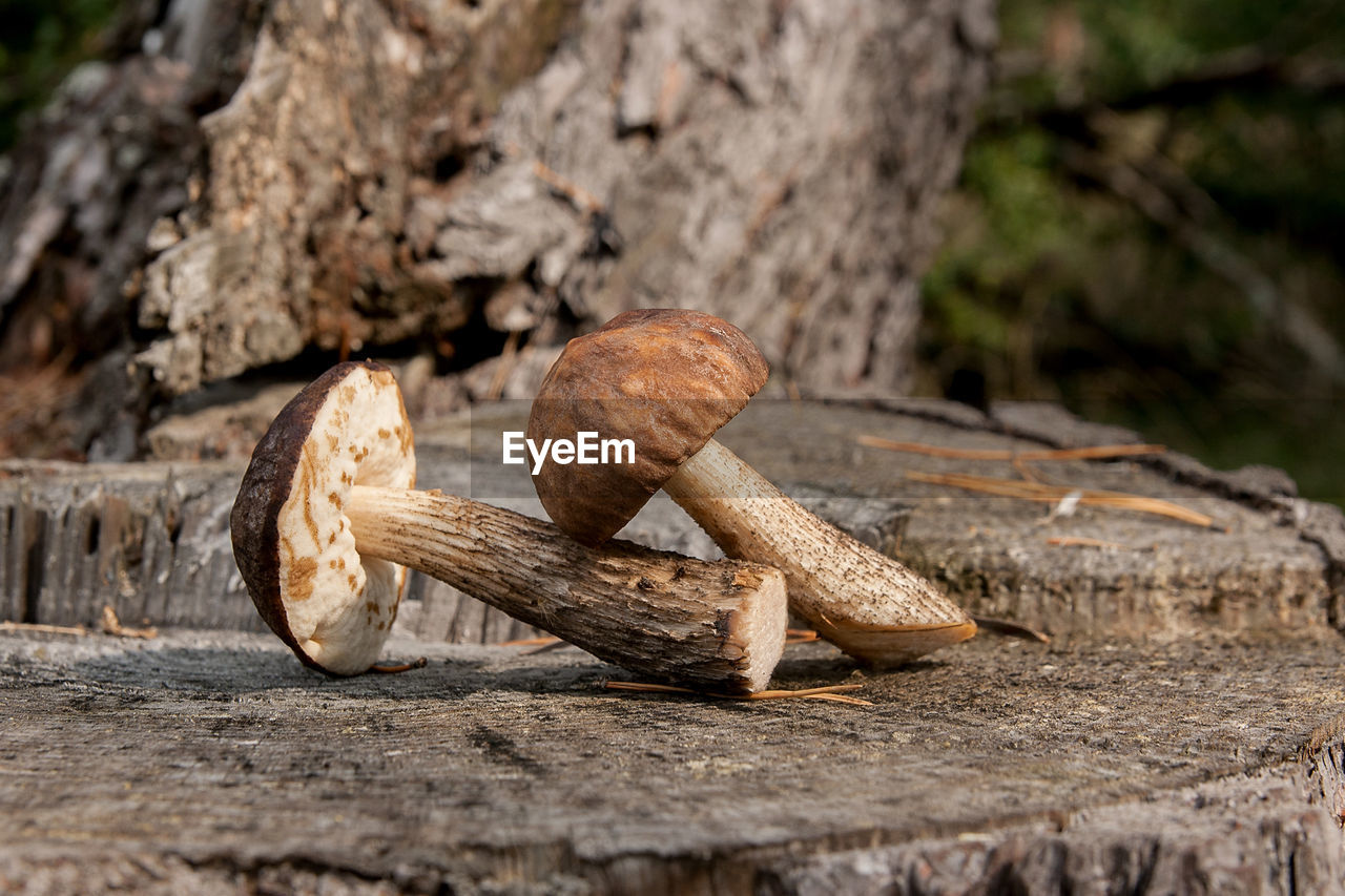 CLOSE-UP OF MUSHROOM GROWING ON TREE