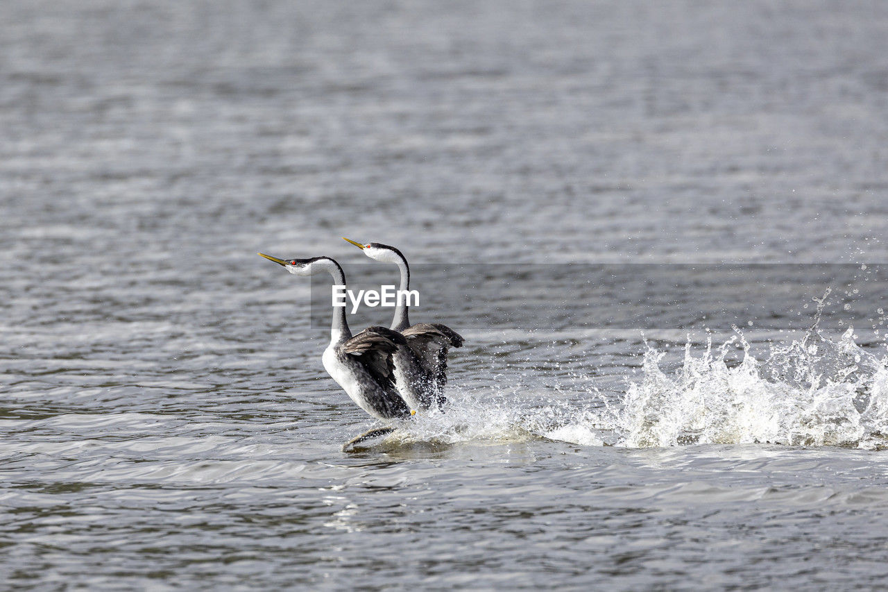 Bird flying over sea