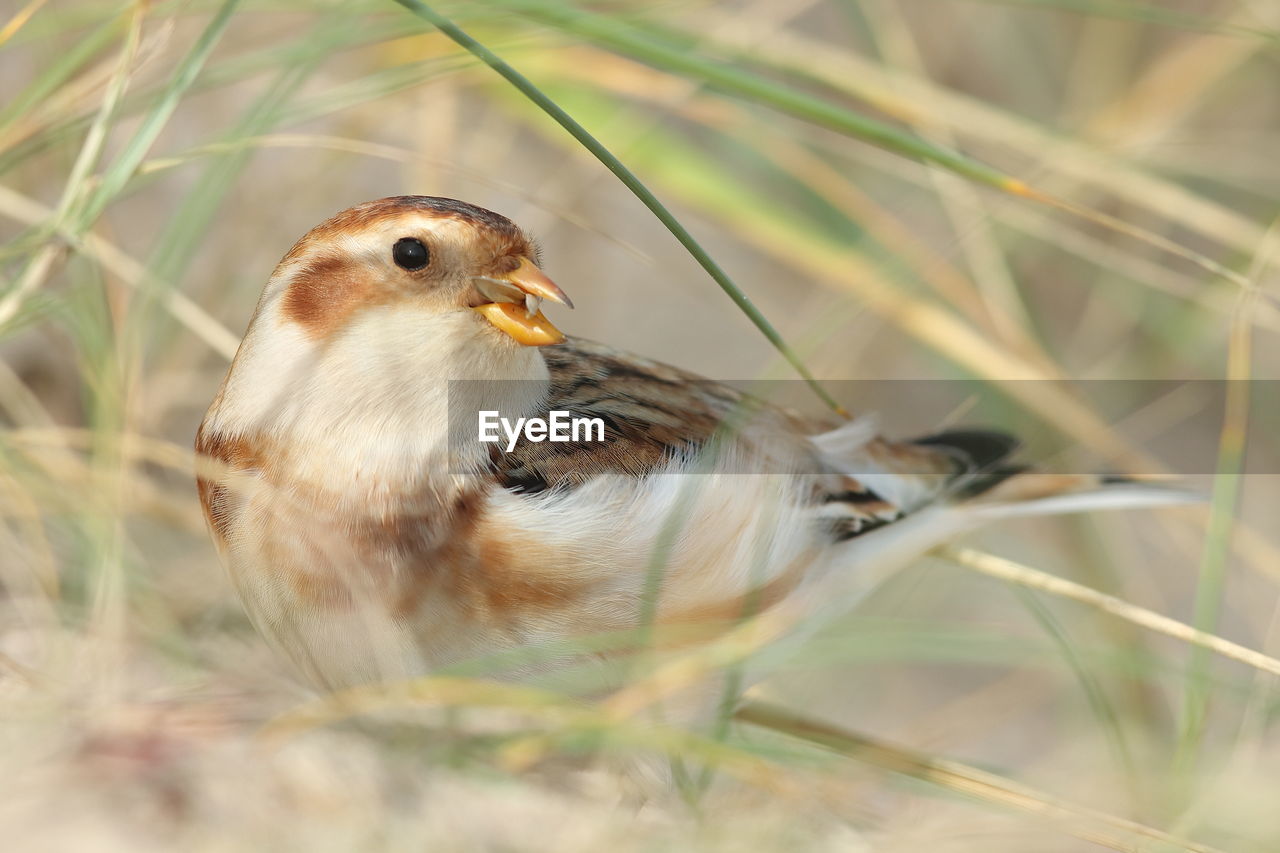 CLOSE-UP OF BIRD PERCHING ON PLANT