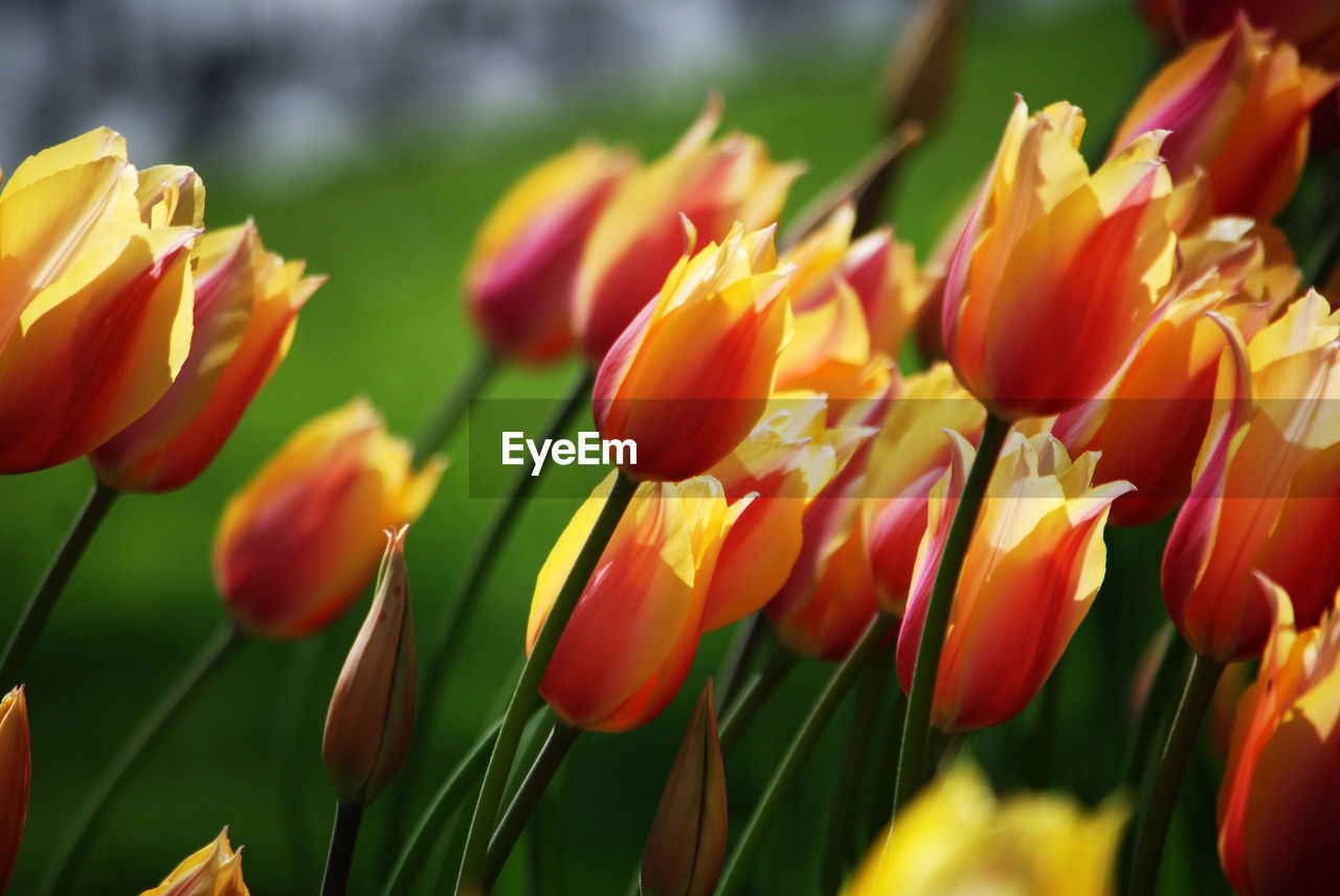 Close-up of orange tulips