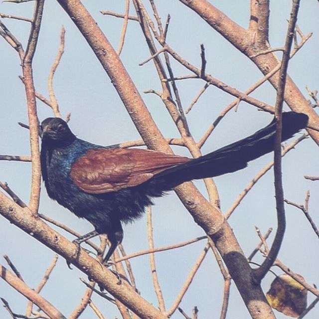 LOW ANGLE VIEW OF BIRDS PERCHING ON TREE BRANCH