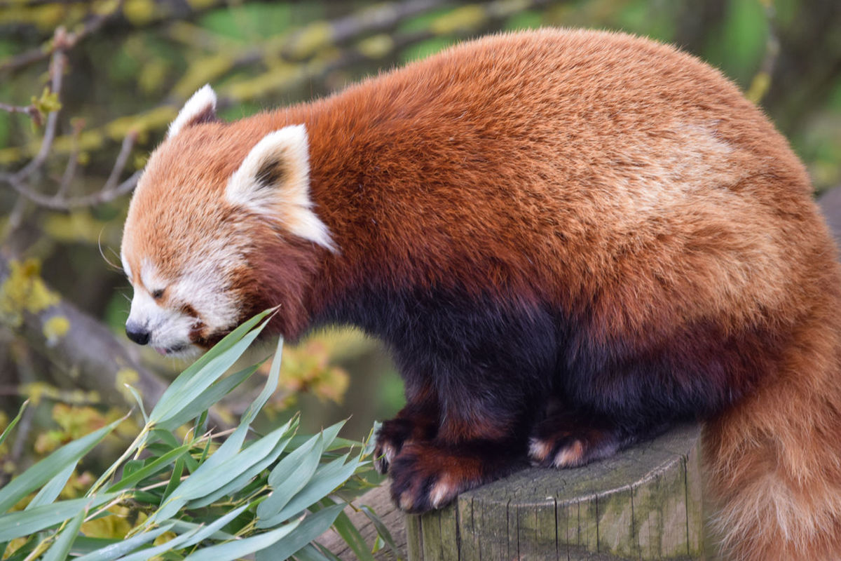animal, animal themes, red panda, animal wildlife, mammal, one animal, wildlife, panda - animal, nature, no people, whiskers, plant, eating, outdoors, red, bear, brown, day