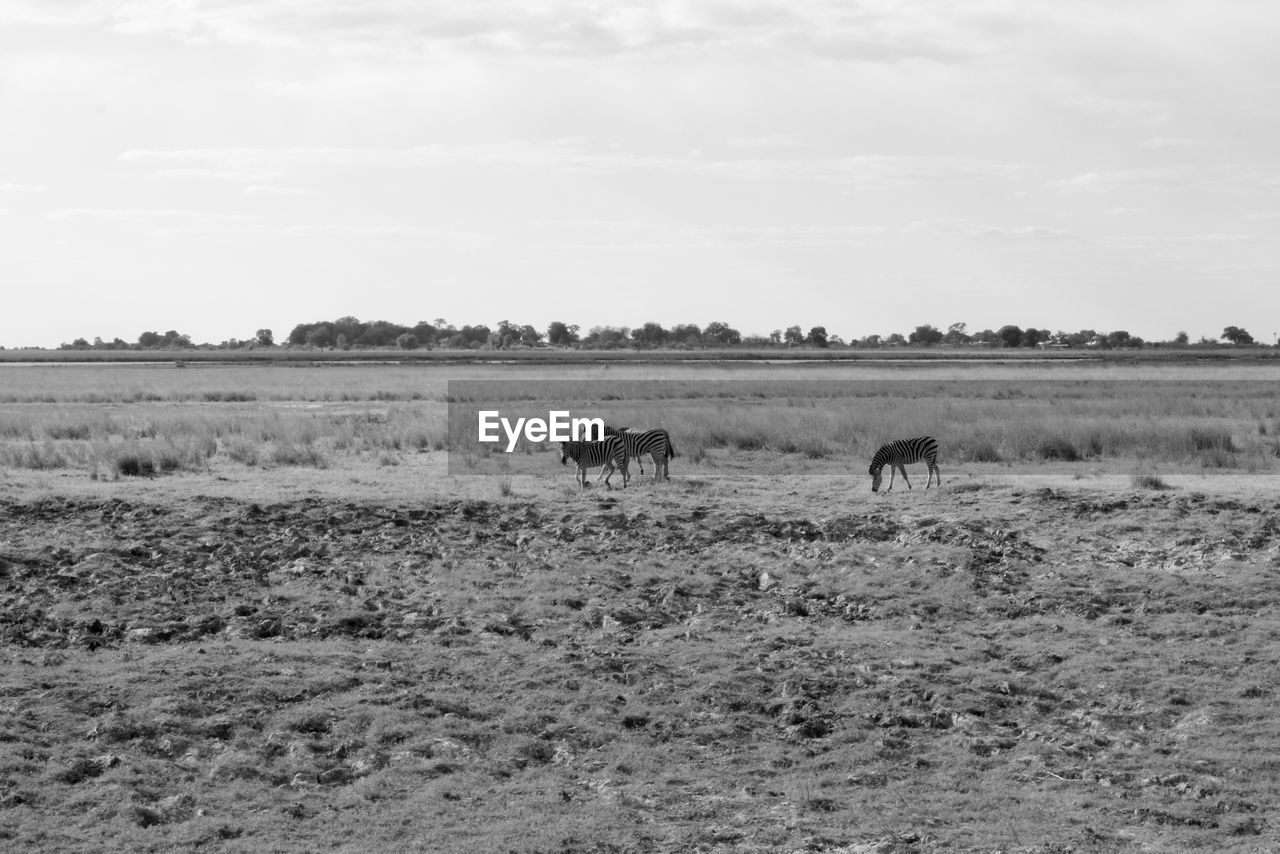 View of zebra on landscape